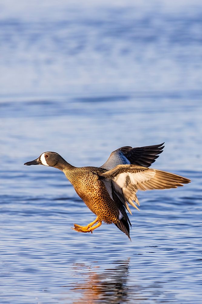 Blue-winged teal landing in wetland, Marion County, Illinois. art print by Richard and Susan Day for $57.95 CAD