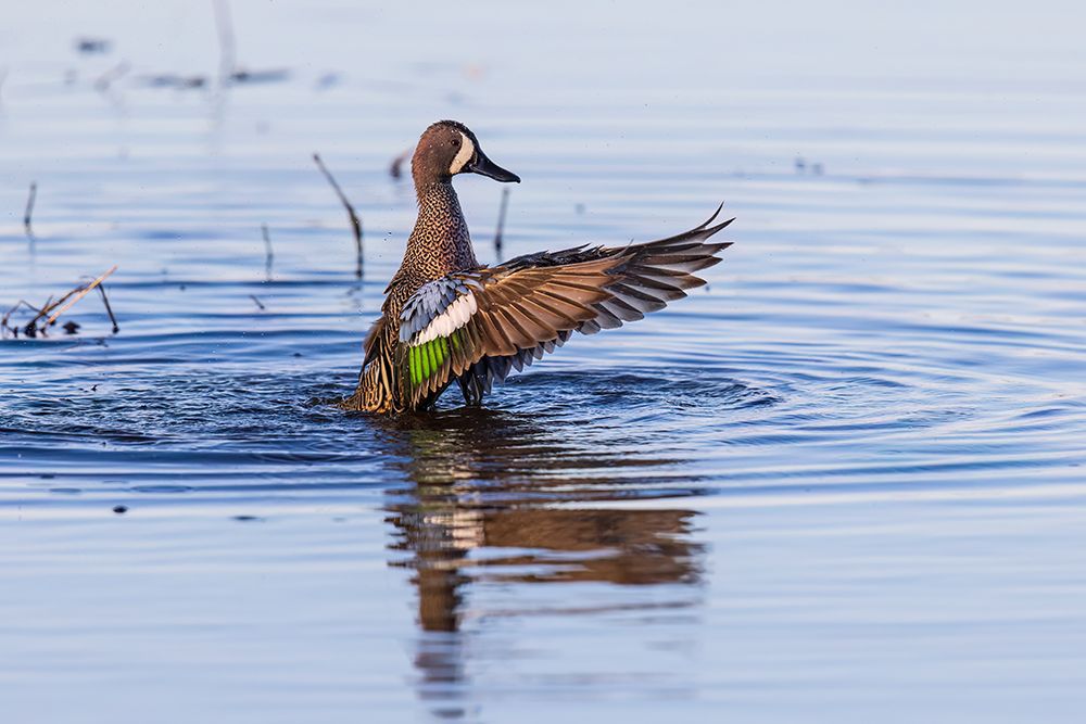Blue-winged teal male bathing in wetland, Marion County, Illinois. art print by Richard and Susan Day for $57.95 CAD
