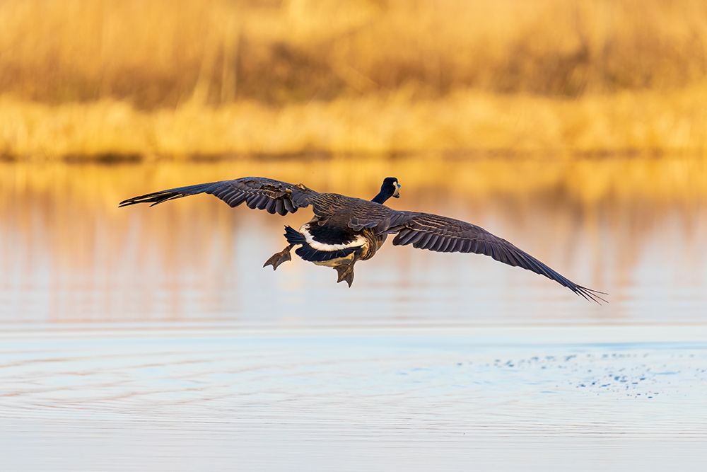 Canada goose landing in wetland late evening, Marion County, Illinois. art print by Richard and Susan Day for $57.95 CAD