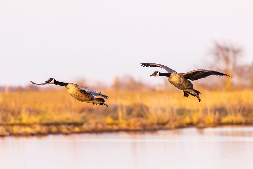 Canada geese landing in wetland late evening, Marion County, Illinois. art print by Richard and Susan Day for $57.95 CAD