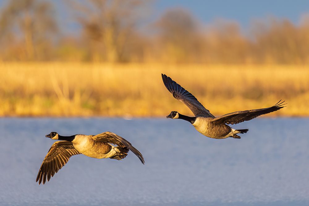 Canada geese landing in wetland late evening, Marion County, Illinois. art print by Richard and Susan Day for $57.95 CAD