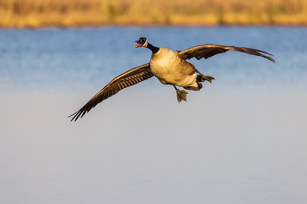 Canada goose landing in wetland, Marion County, Illinois. art print by Richard and Susan Day for $57.95 CAD
