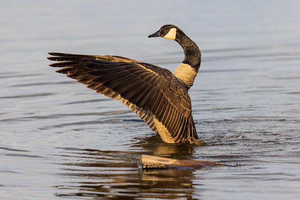 Canada goose bathing, flapping wings in wetland, Marion County, Illinois. art print by Richard and Susan Day for $57.95 CAD