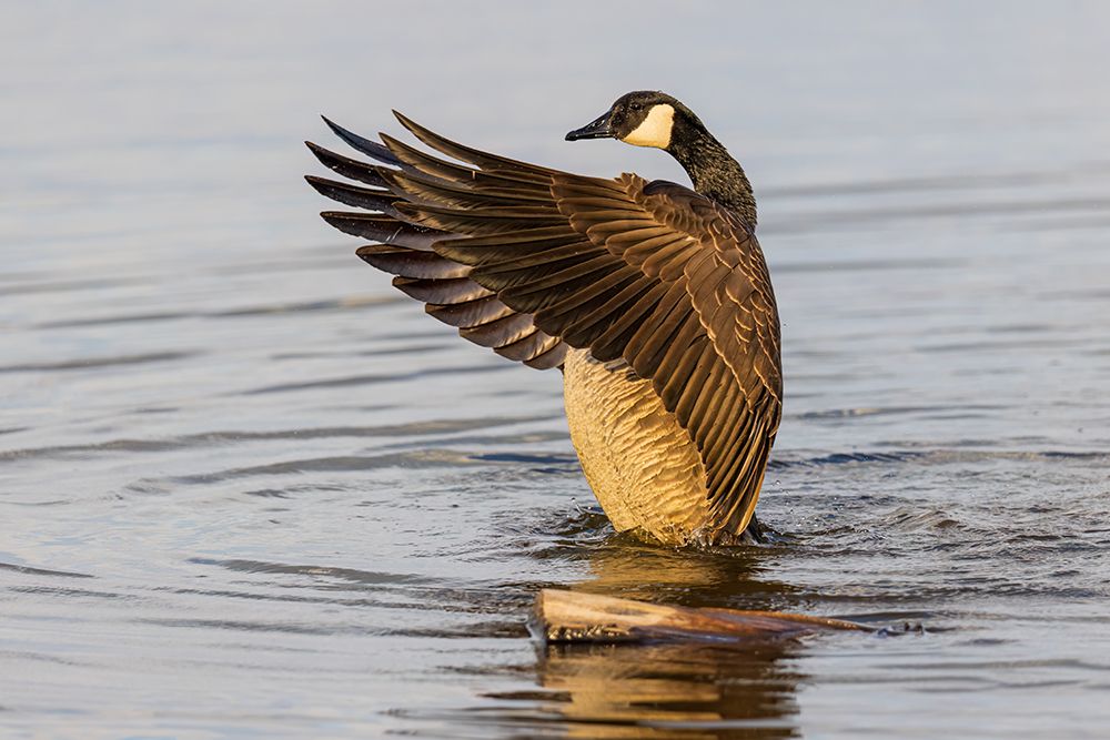 Canada goose bathing, flapping wings in wetland, Marion County, Illinois. art print by Richard and Susan Day for $57.95 CAD