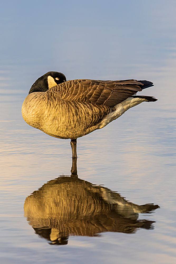 Canada goose in wetland, Marion County, Illinois. art print by Richard and Susan Day for $57.95 CAD