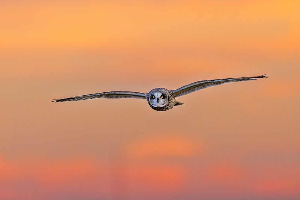 Short-eared owl flying at sunset, Marion County, Illinois. art print by Richard and Susan Day for $57.95 CAD