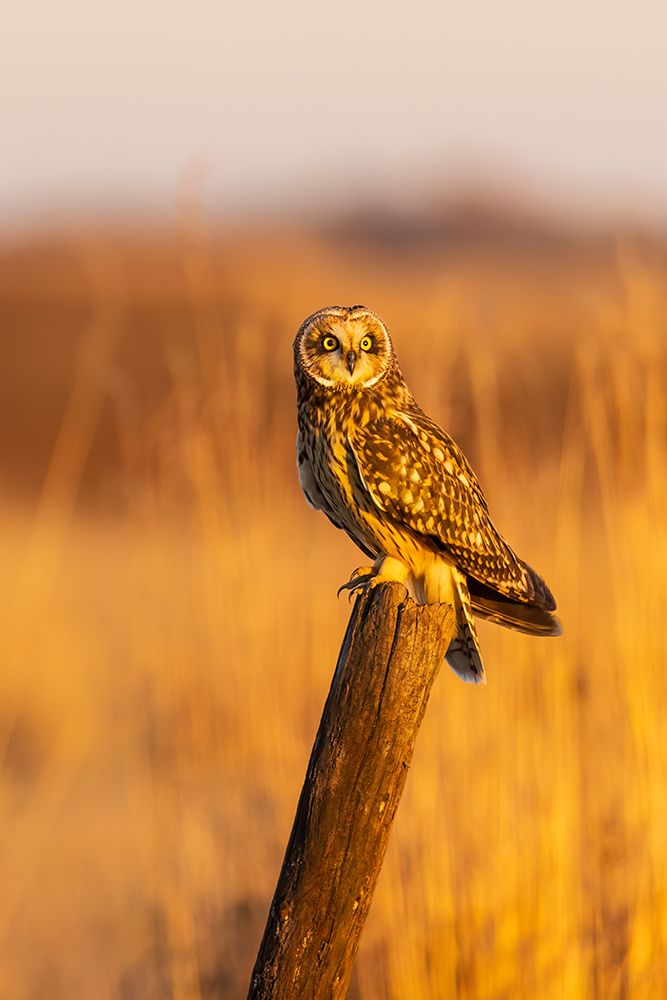 Short-eared owl perched on fence post Prairie Ridge State Natural Area, Marion County, Illinois. art print by Richard and Susan Day for $57.95 CAD