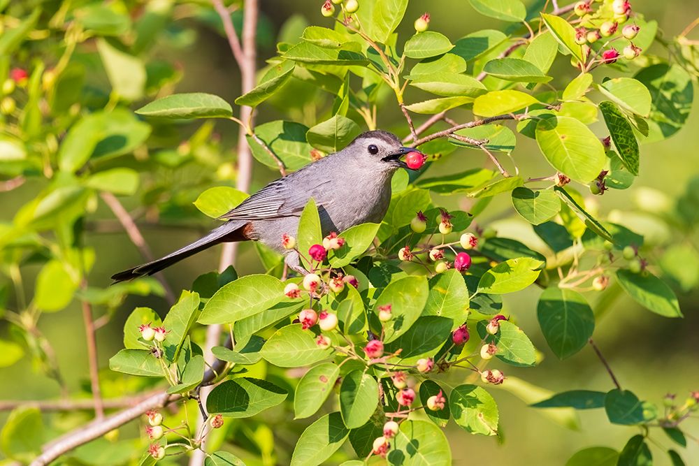 Gray catbird eating serviceberry, Marion County, Illinois. art print by Richard and Susan Day for $57.95 CAD