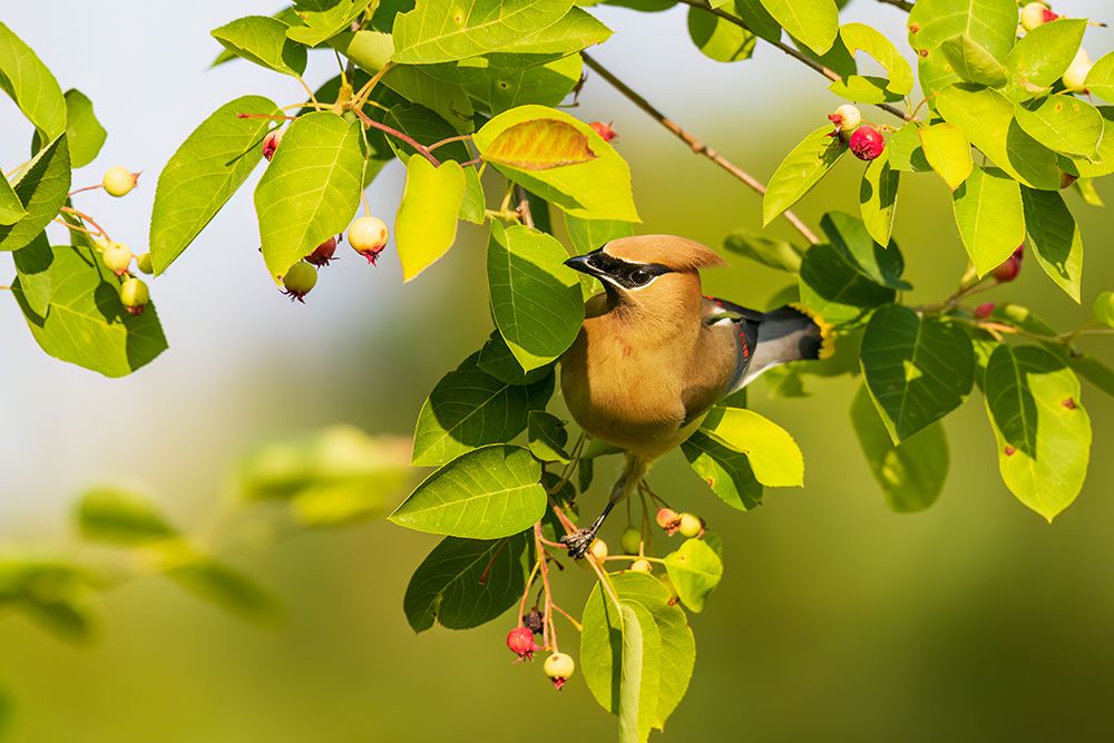 Cedar waxwing in serviceberry bush, Marion County, Illinois. art print by Richard and Susan Day for $57.95 CAD