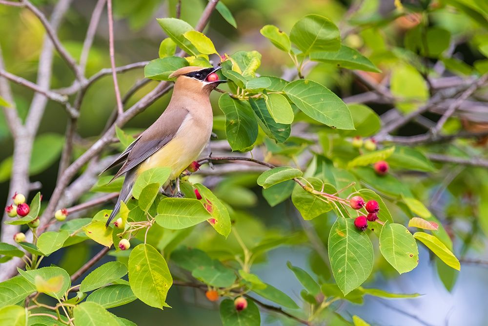 Cedar waxwing eating serviceberry, Marion County, Illinois. art print by Richard and Susan Day for $57.95 CAD