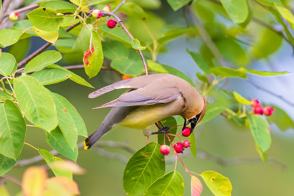 Cedar waxwing eating serviceberry, Marion County, Illinois. art print by Richard and Susan Day for $57.95 CAD