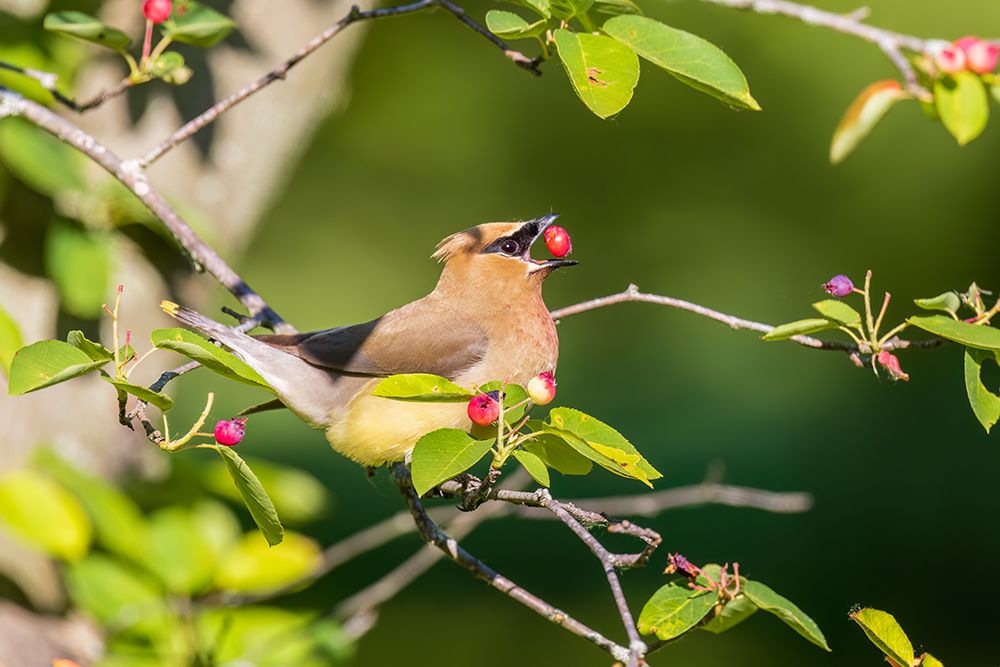 Cedar waxwing eating serviceberry, Marion County, Illinois. art print by Richard and Susan Day for $57.95 CAD