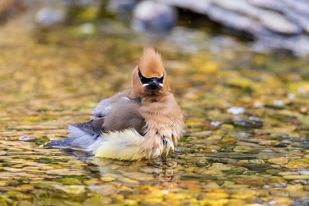 Cedar waxwing bathing, Marion County, Illinois. art print by Richard and Susan Day for $57.95 CAD