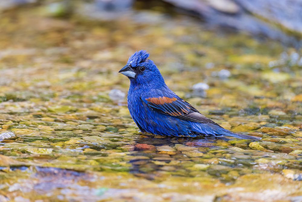 Blue grosbeak male bathing, Marion County, Illinois. art print by Richard and Susan Day for $57.95 CAD