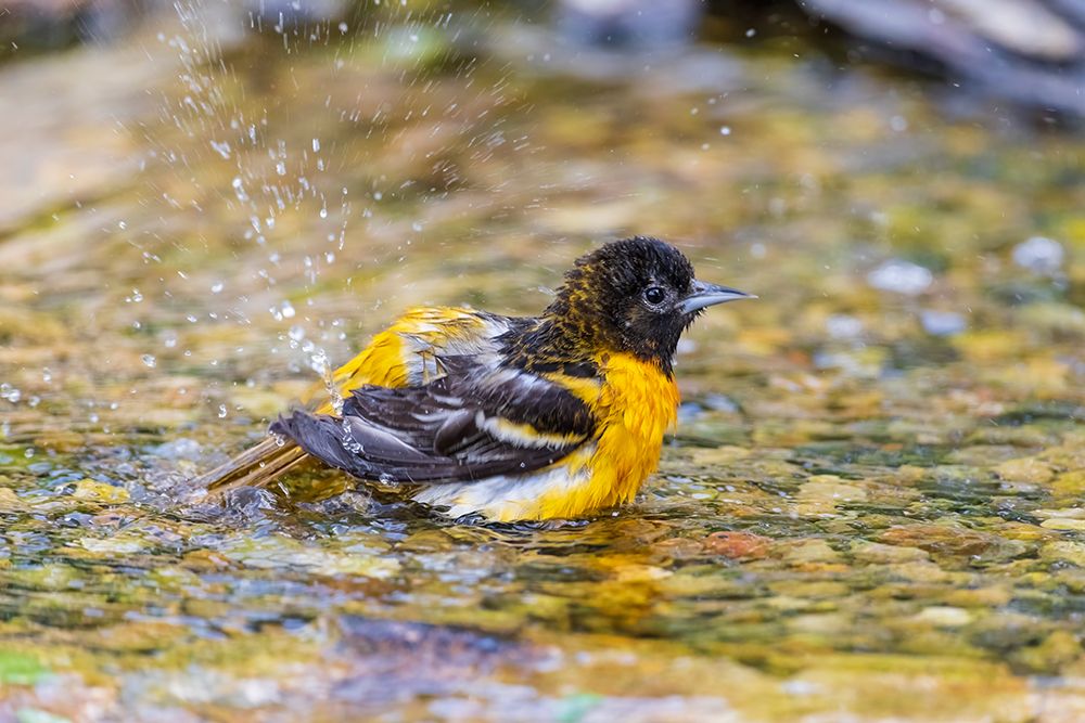 Baltimore oriole female bathing, Marion County, Illinois. art print by Richard and Susan Day for $57.95 CAD