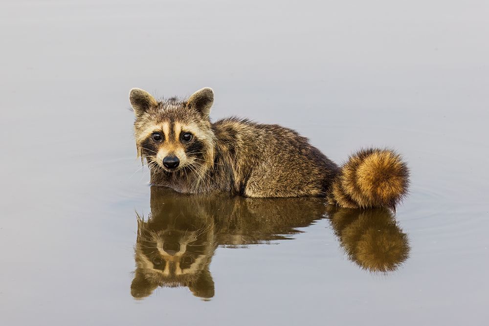 Raccoon feeding in wetland, Marion County, Illinois. art print by Richard and Susan Day for $57.95 CAD