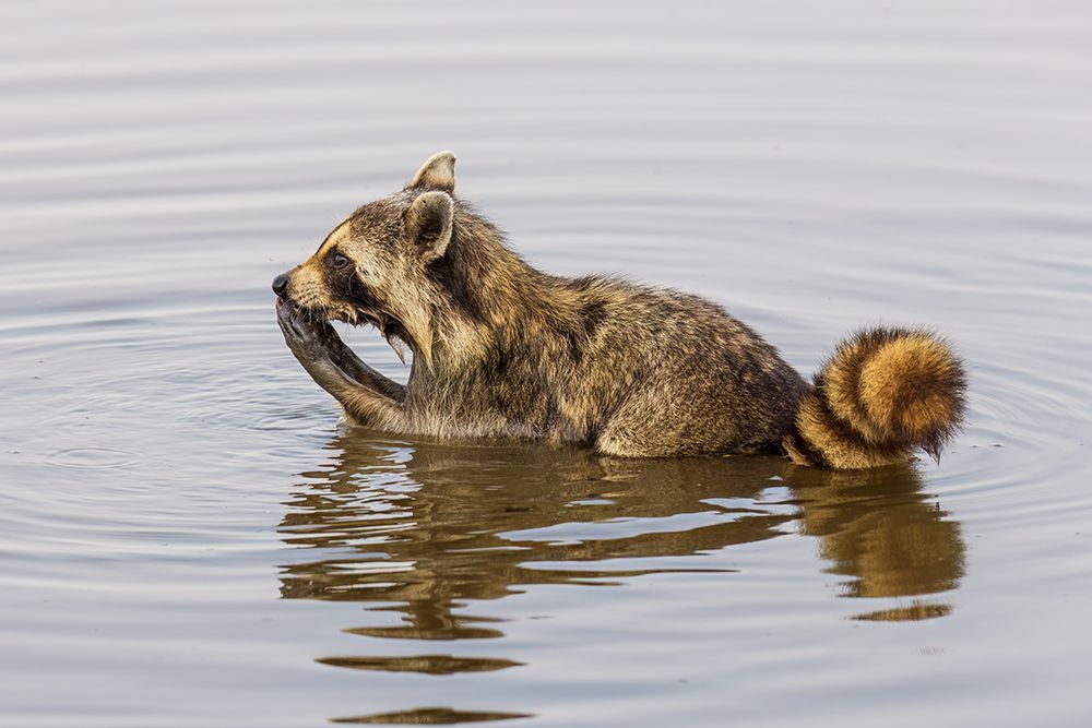 Raccoon feeding in wetland, Marion County, Illinois. art print by Richard and Susan Day for $57.95 CAD