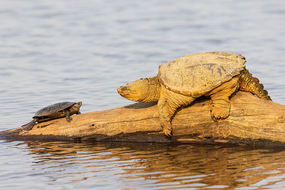 Common snapping turtle on log with painted turtle in wetland, Marion County, Illinois. art print by Richard and Susan Day for $57.95 CAD
