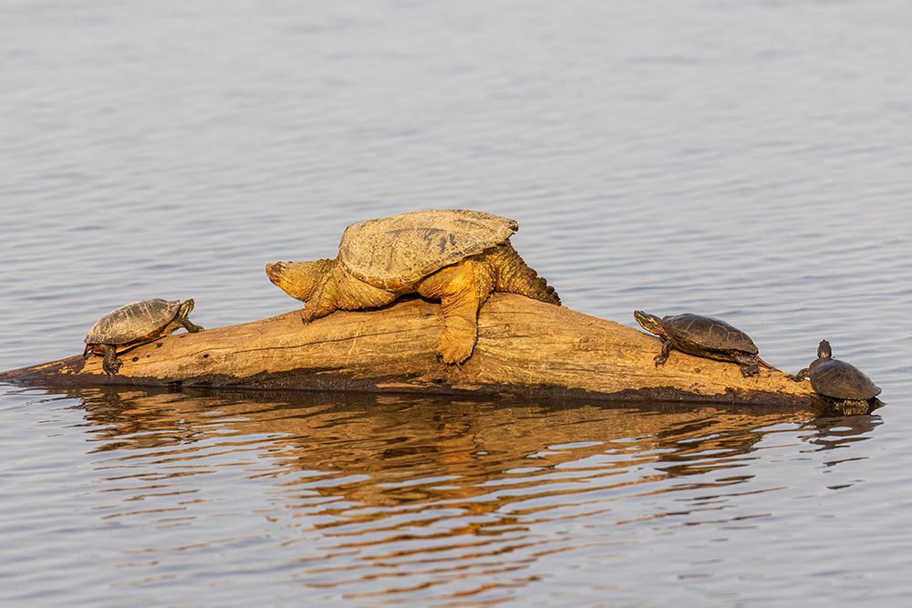 Common snapping turtle on log with Painted Turtles in wetland, Marion County, Illinois. art print by Richard and Susan Day for $57.95 CAD