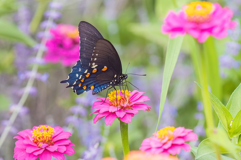 Pipevine swallowtail on zinnia, Marion County, Illinois. art print by Richard and Susan Day for $57.95 CAD