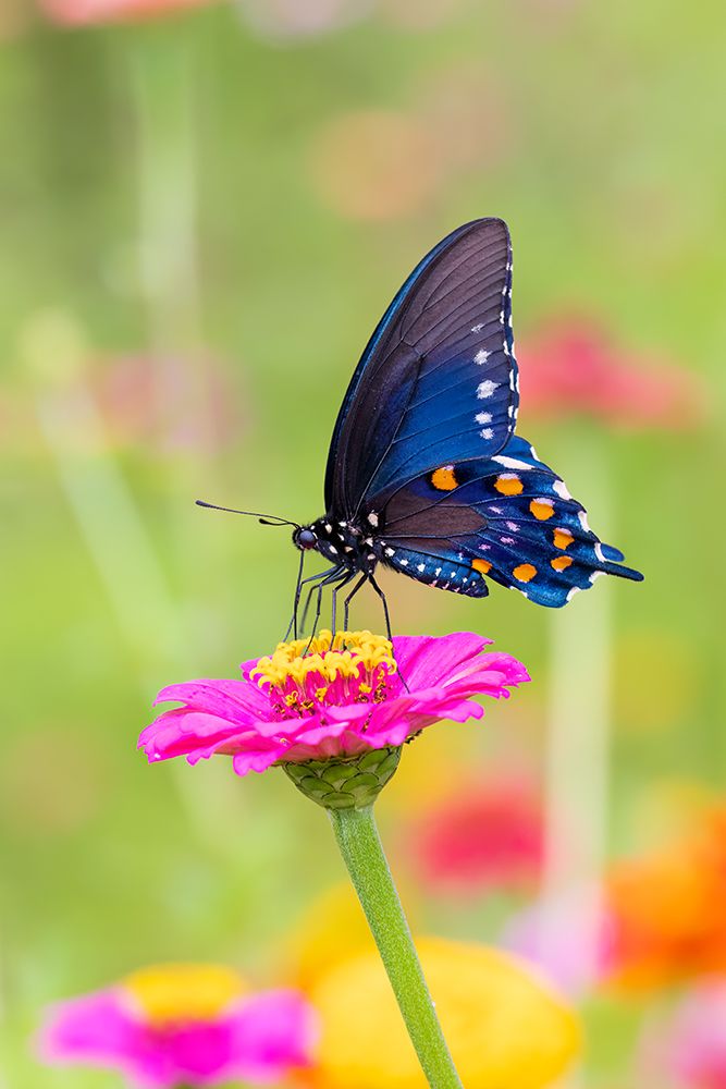 Pipevine swallowtail on zinnia, Marion County, Illinois. art print by Richard and Susan Day for $57.95 CAD