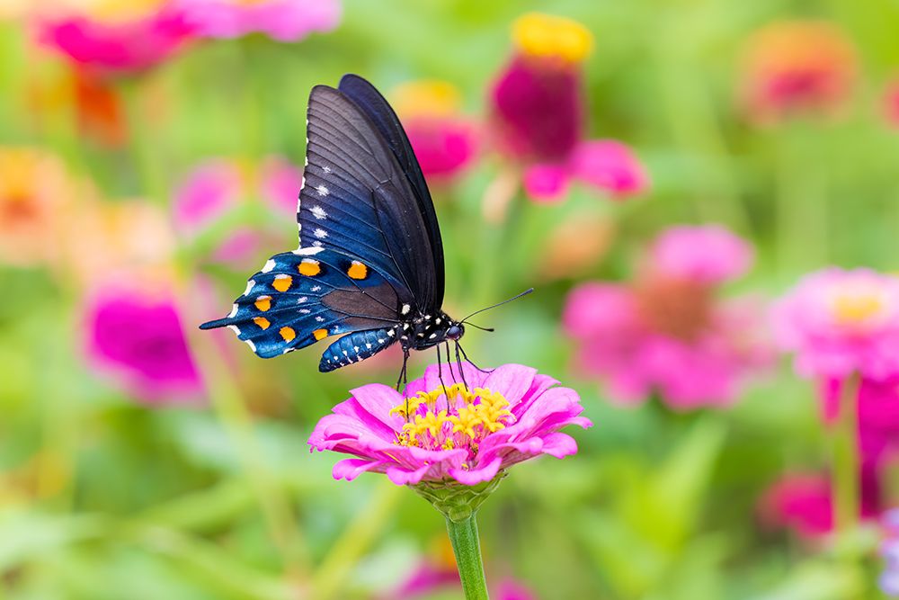 Pipevine swallowtail on zinnia, Marion County, Illinois. art print by Richard and Susan Day for $57.95 CAD
