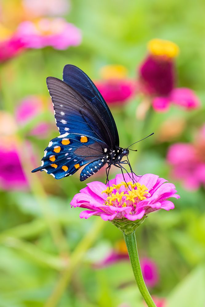 Pipevine swallowtail on zinnia, Marion County, Illinois. art print by Richard and Susan Day for $57.95 CAD