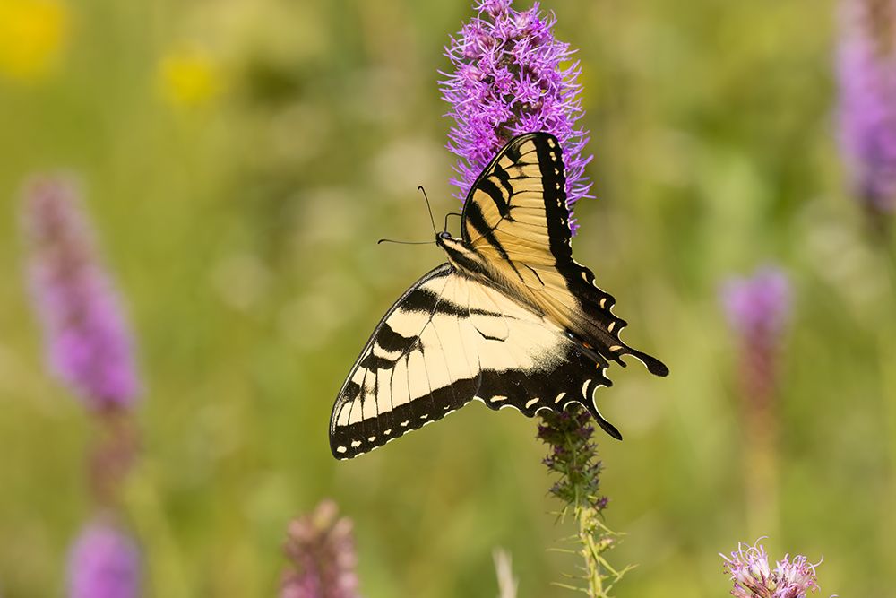 Eastern tiger swallowtail on prairie blazing star, Rock Cave Nature Preserve, Illinois. art print by Richard and Susan Day for $57.95 CAD
