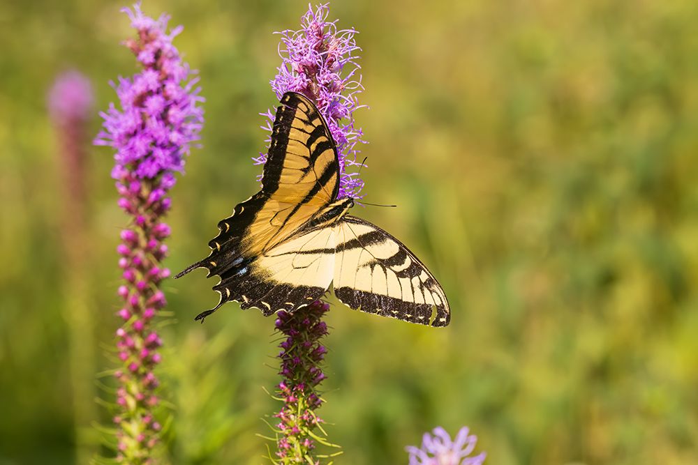 Eastern tiger swallowtail on prairie blazing star, Rock Cave Nature Preserve, Illinois. art print by Richard and Susan Day for $57.95 CAD