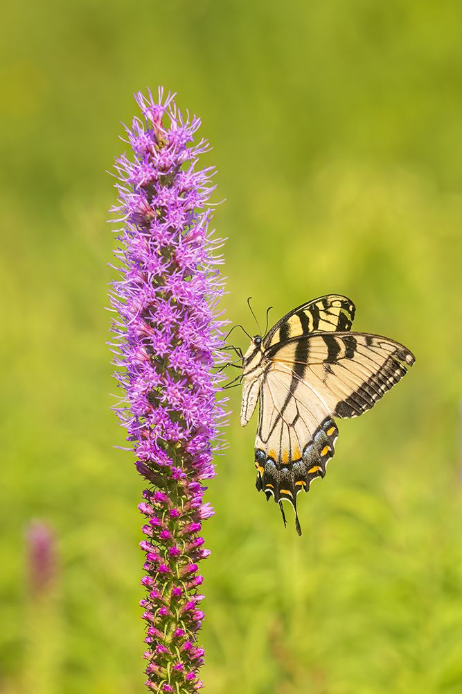 Eastern tiger swallowtail on prairie blazing star, Rock Cave Nature Preserve, Illinois. art print by Richard and Susan Day for $57.95 CAD
