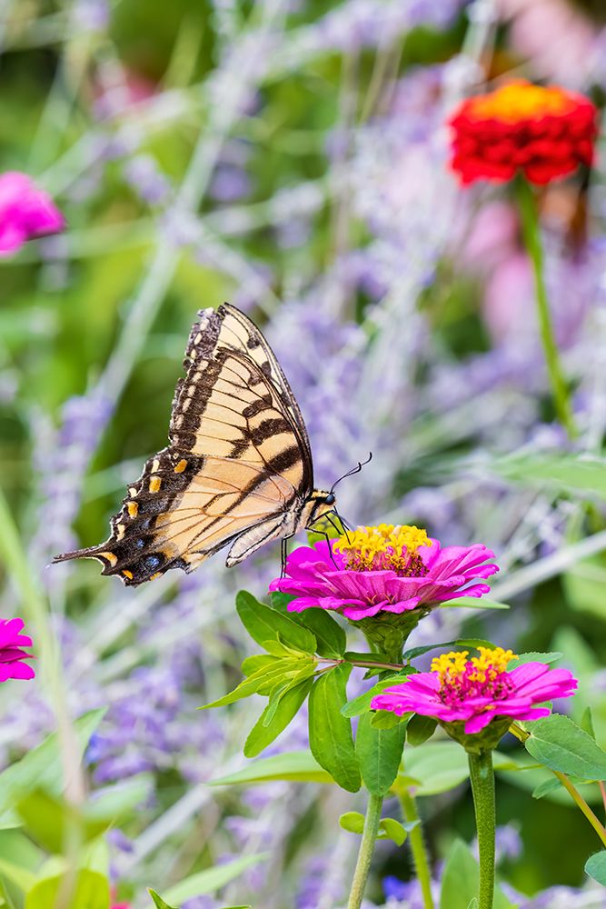 Eastern tiger swallowtail zinnia, Marion County, Illinois. art print by Richard and Susan Day for $57.95 CAD
