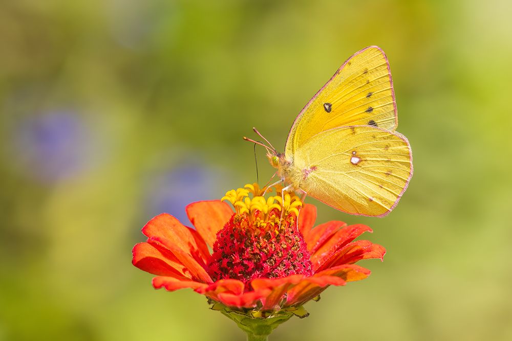 Orange sulphur on zinnia, Marion County, Illinois. art print by Richard and Susan Day for $57.95 CAD