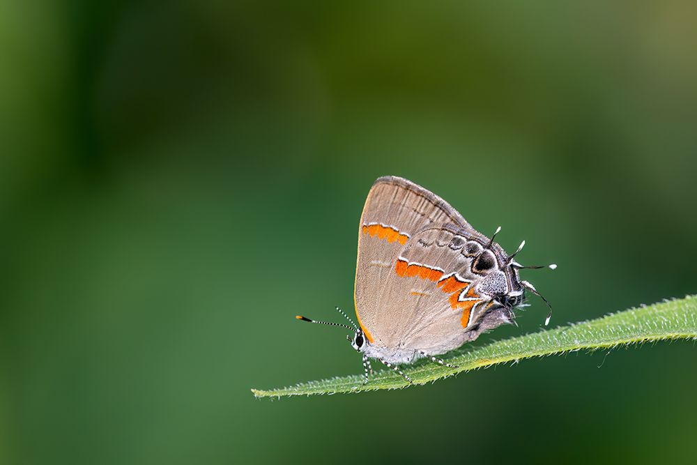 Red-banded hairstreak, Stephen A. Forbes State Park, Marion County, Illinois. art print by Richard and Susan Day for $57.95 CAD