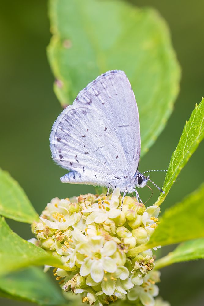 Spring azure on winterberry bloom, Marion County, Illinois. art print by Richard and Susan Day for $57.95 CAD