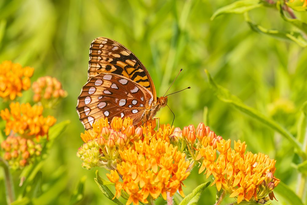 Great spangled fritillary on butterfly milkweed, Marion County, Illinois. art print by Richard and Susan Day for $57.95 CAD