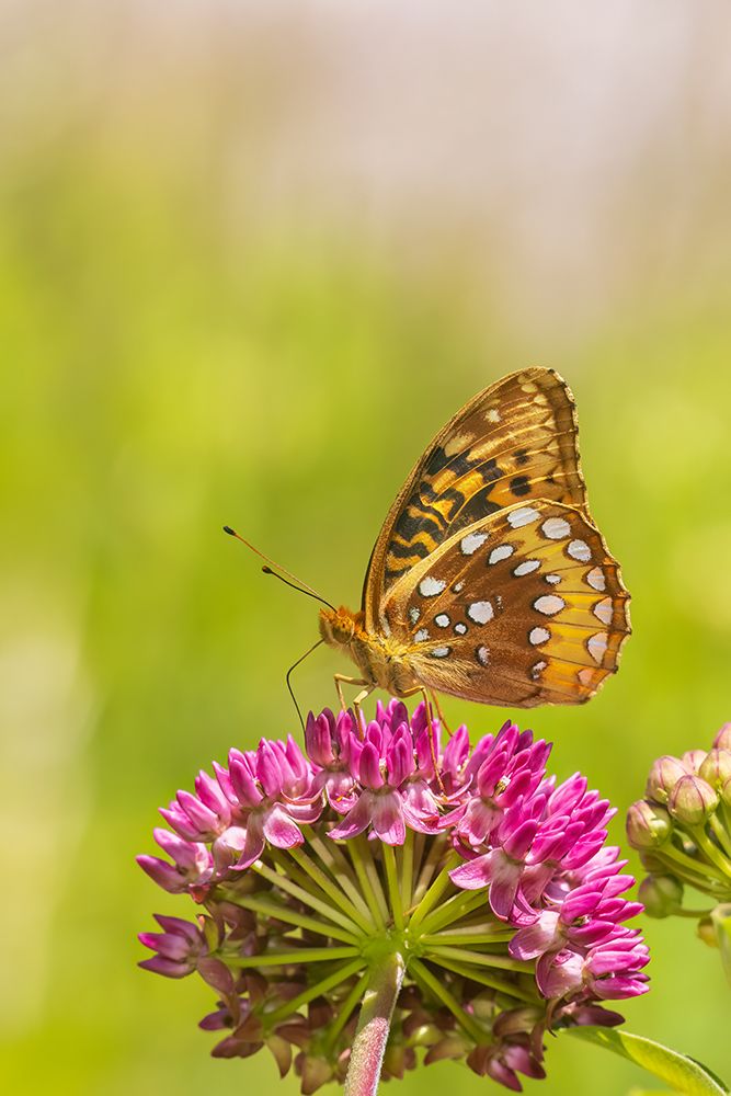 Great spangled fritillary on purple milkweed, Marion County, Illinois. art print by Richard and Susan Day for $57.95 CAD