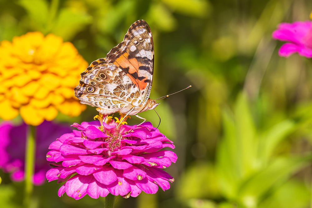 Painted lady on zinnia, Marion County, Illinois. art print by Richard and Susan Day for $57.95 CAD