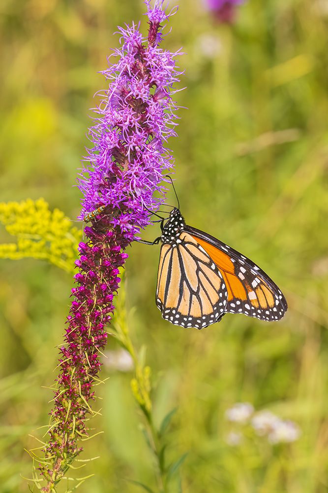 Monarch on prairie blazing star, Rock Cave Nature Preserve, Effingham County, Illinois. art print by Richard and Susan Day for $57.95 CAD