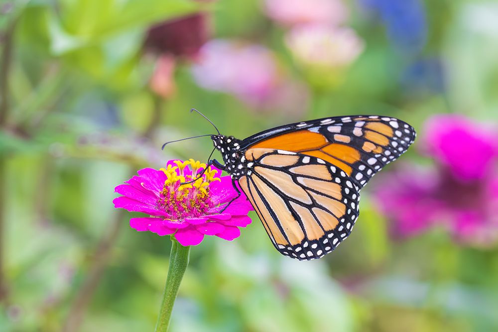 Monarch on zinnia, Marion County, Illinois. art print by Richard and Susan Day for $57.95 CAD