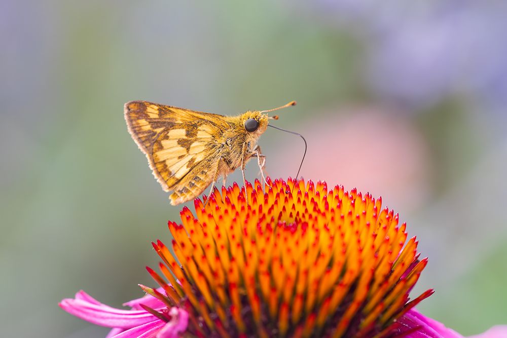 Pecks skipper on purple coneflower, Marion County, Illinois. art print by Richard and Susan Day for $57.95 CAD