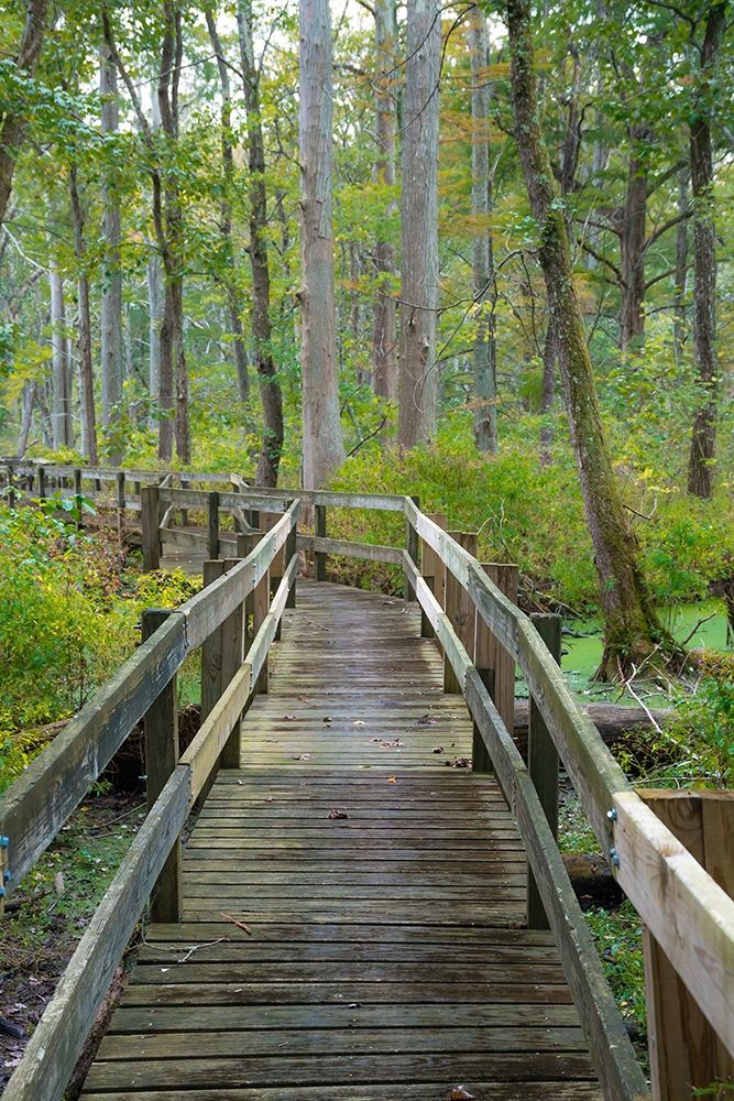 Wooden Boardwalk Trail-Twin Swamps Nature Preserve-Indiana-Midwest-USA art print by Anna Miller for $57.95 CAD