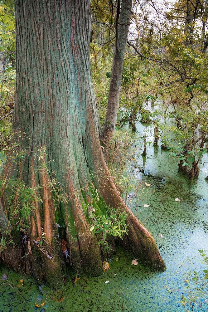 Bold Cypress Swamp-Twin Swamps Nature Preserve-Indiana-Midwest-USA art print by Anna Miller for $57.95 CAD