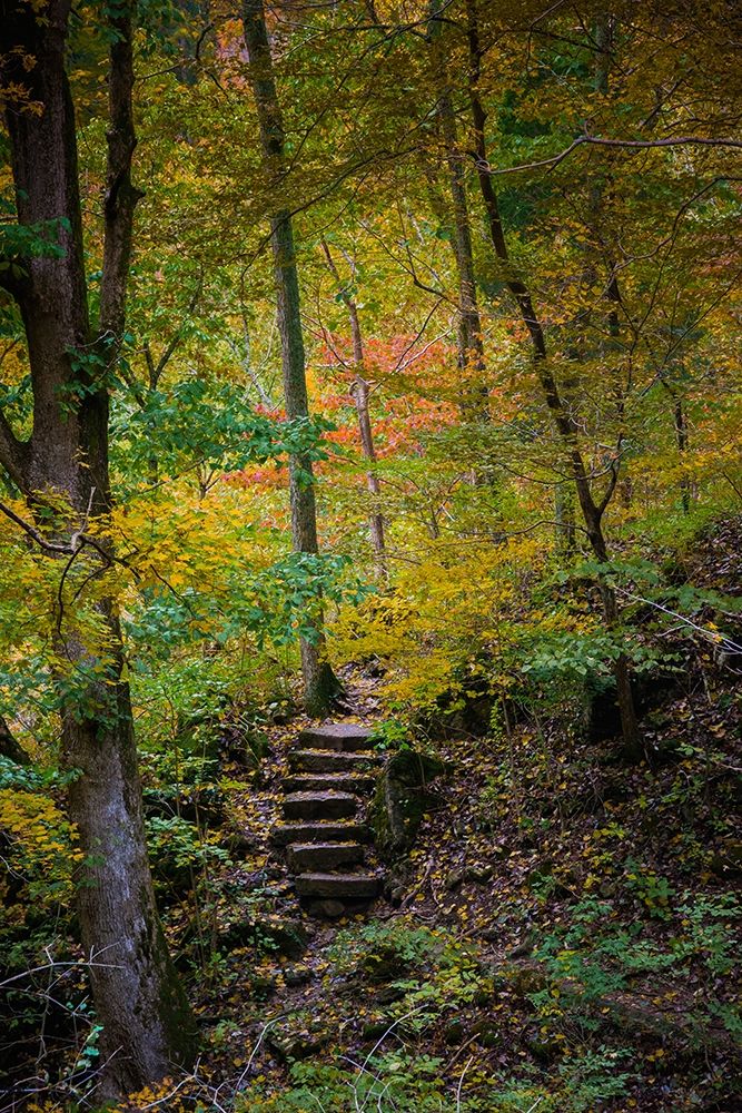 Trail Steps in Clifty Creek Park-Southern Indiana art print by Anna Miller for $57.95 CAD