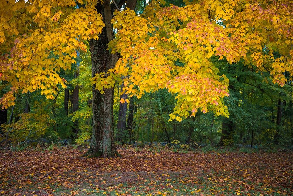 Autumn Yellow Foliage of Sugar Maple in Clifty Creek Park-Southern Indiana art print by Anna Miller for $57.95 CAD