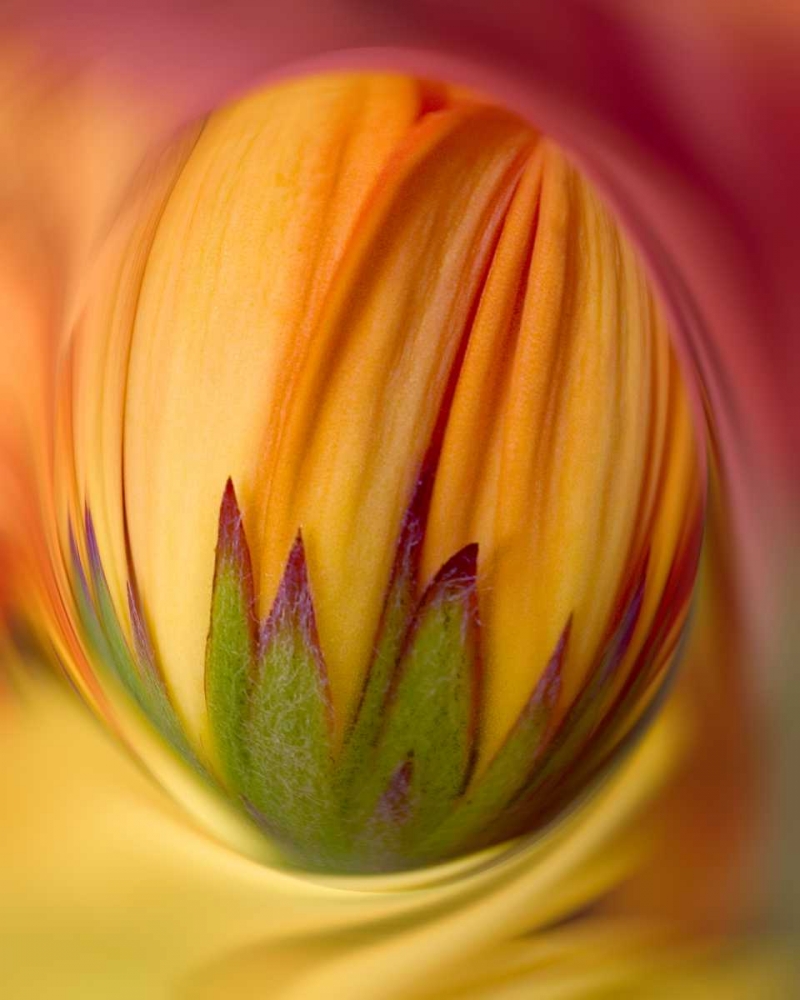 Indiana, Carmel Close-up of gerbera daisy bud art print by David Kelley for $57.95 CAD
