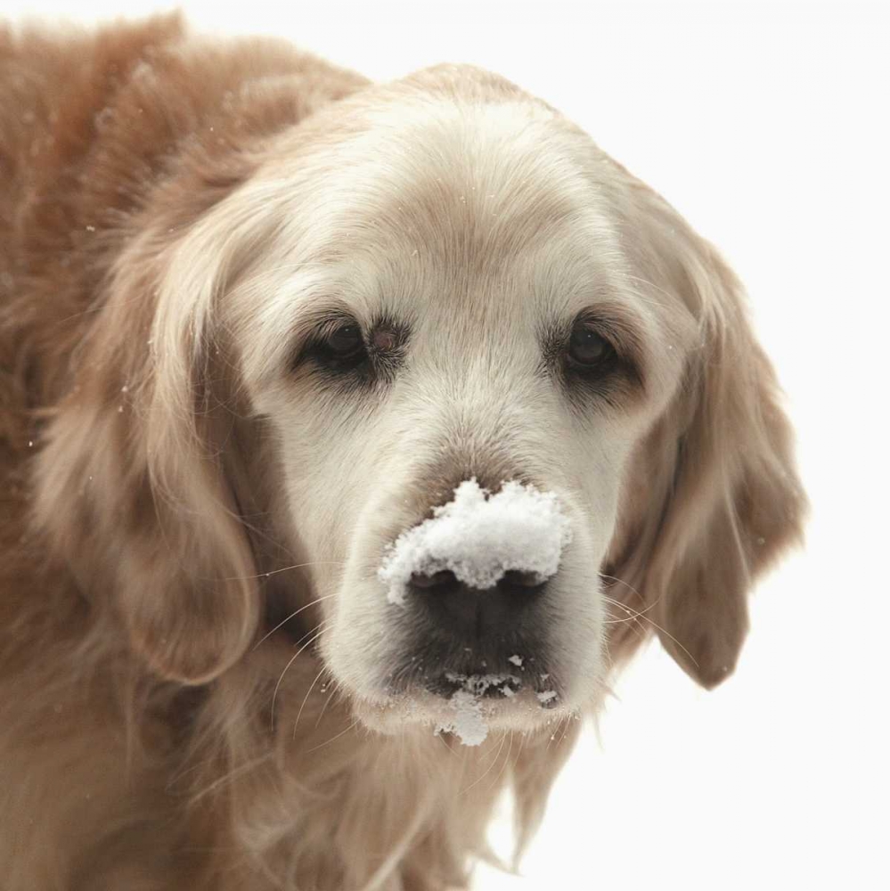 Indiana, Carmel Golden retriever in snow art print by Wendy Kaveney for $57.95 CAD