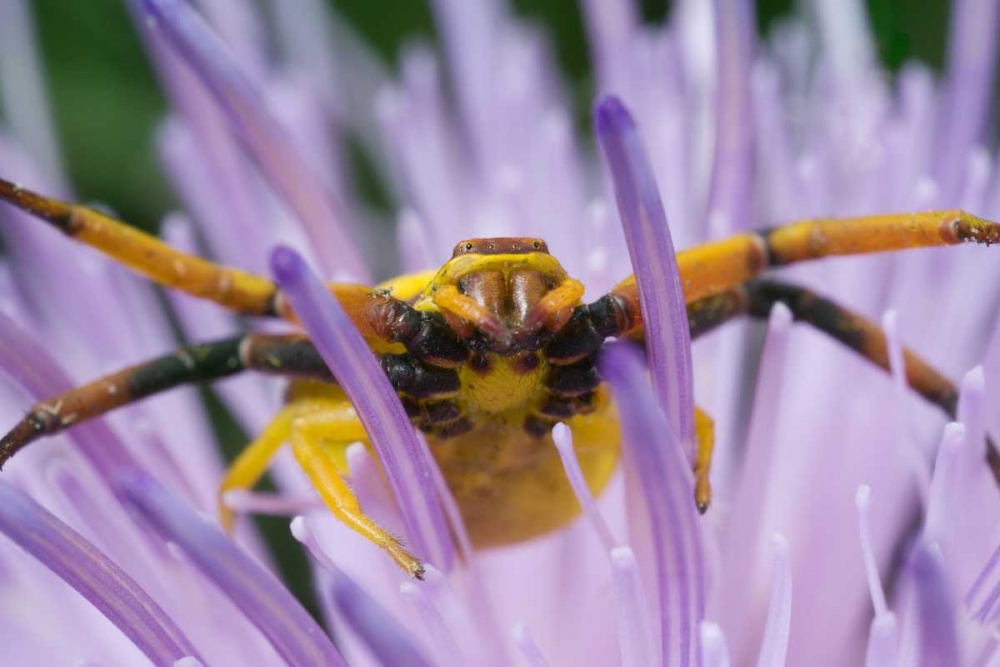 Indiana, River Road Park Yellow crab spider art print by David Kelley for $57.95 CAD