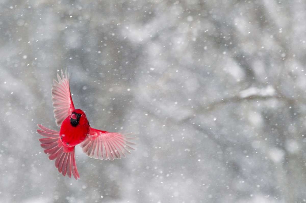 Indiana, Indianapolis Cardinal  in flight art print by Wendy Kaveney for $57.95 CAD
