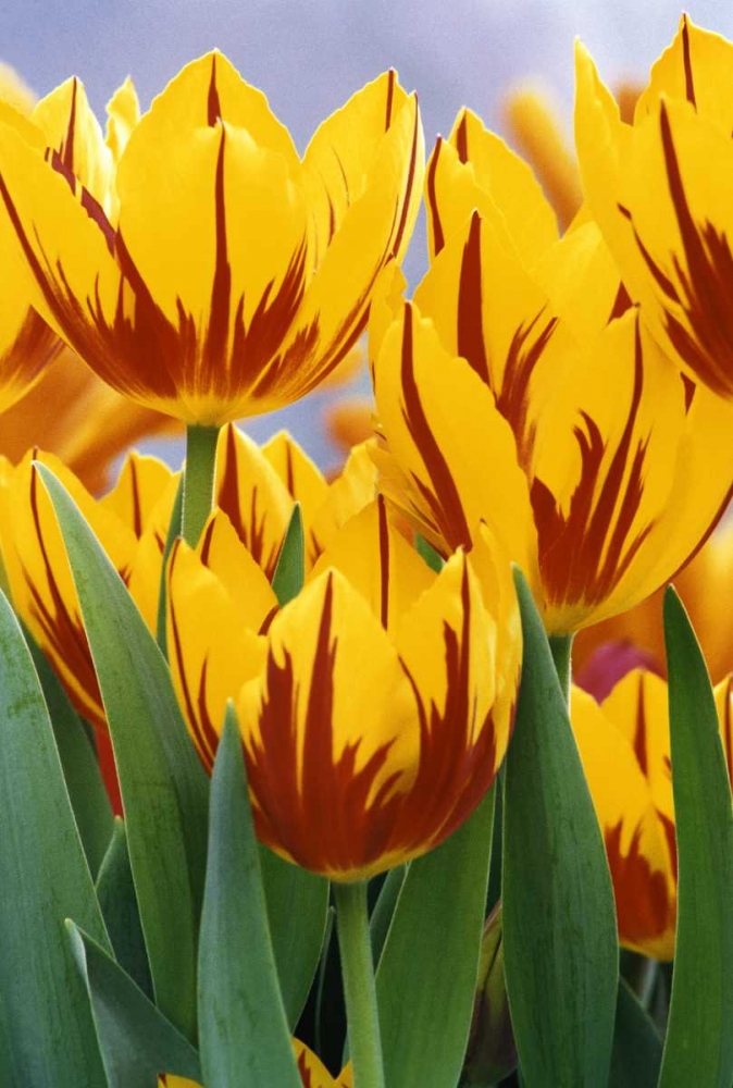 Indiana, Indianapolis Tulips at Garfield Park art print by Wendy Kaveney for $57.95 CAD