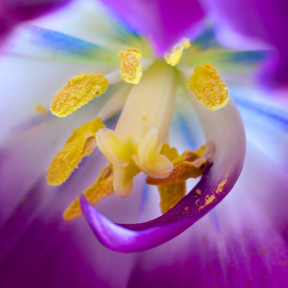 Indiana, Carmel Tulip stamen, pestle, and pollen art print by David Kelley for $57.95 CAD